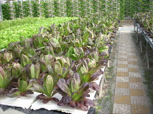 氣霧栽培 海歸廠二代引領農業革新，工廠種蔬菜一畝頂八畝